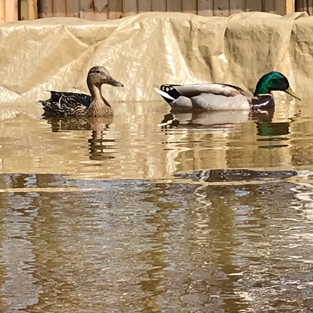 Meet Louise and Packer 🦆🦆